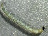  ( - SSI-Yuba-44351-F11)  @11 [ ] by-nc-sa (2024) Unspecified Sierra Streams Institute