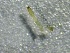  ( - SSI-Yuba-44351-G7)  @11 [ ] by-nc-sa (2024) Unspecified Sierra Streams Institute