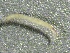  ( - SSI-Yuba-44351-H2)  @11 [ ] by-nc-sa (2024) Unspecified Sierra Streams Institute
