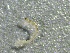  ( - SSI-Yuba-44352-A2)  @11 [ ] by-nc-sa (2024) Unspecified Sierra Streams Institute