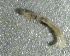  ( - SSI-Yuba-44350-B6)  @11 [ ] by-nc-sa (2024) Unspecified Sierra Streams Institute