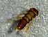  ( - SSI-Yuba-44352-H3)  @11 [ ] by-nc-sa (2024) Unspecified Sierra Streams Institute