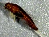  ( - SSI-American-44355-C4)  @11 [ ] by-nc-sa (2024) Unspecified Sierra Streams Institute