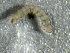  ( - SSI-American-44355-E11)  @11 [ ] by-nc-sa (2024) Unspecified Sierra Streams Institute