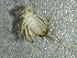  ( - SSI-American-44354-C9)  @11 [ ] by-nc-sa (2024) Unspecified Sierra Streams Institute
