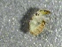  ( - SSI-American-44354-G6)  @11 [ ] by-nc-sa (2024) Unspecified Sierra Streams Institute