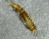  ( - SSI-Yuba-44350-D3)  @11 [ ] by-nc-sa (2024) Unspecified Sierra Streams Institute