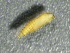  ( - SSI-American-44353-B5)  @11 [ ] by-nc-sa (2024) Unspecified Sierra Streams Institute