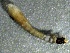  ( - SSI-American-44353-C2)  @11 [ ] by-nc-sa (2024) Unspecified Sierra Streams Institute