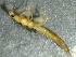  (Paraleuctra vershina B BG - SSI-American-44353-C12)  @11 [ ] by-nc-sa (2024) Unspecified Sierra Streams Institute