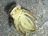 ( - SSI-American-44353-D9)  @11 [ ] by-nc-sa (2024) Unspecified Sierra Streams Institute