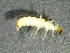  ( - SSI-American-44353-F11)  @11 [ ] by-nc-sa (2024) Unspecified Sierra Streams Institute