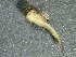  (Ameletus validus - SSI-American-44353-H5)  @11 [ ] by-nc-sa (2024) Unspecified Sierra Streams Institute