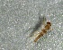  ( - SSI-Yuba-44350-E1)  @11 [ ] by-nc-sa (2024) Unspecified Sierra Streams Institute