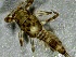  ( - SSI-Carson-49445-E1)  @11 [ ] by-nc-sa (2024) Unspecified Sierra Streams Institute