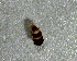  ( - SSI-Yuba-44350-E4)  @11 [ ] by-nc-sa (2024) Unspecified Sierra Streams Institute