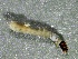  ( - SSI-Carson-49446-D3)  @11 [ ] by-nc-sa (2024) Unspecified Sierra Streams Institute