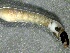  ( - SSI-Carson-49446-D10)  @11 [ ] by-nc-sa (2024) Unspecified Sierra Streams Institute