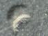  (Arsapnia teresa - SSI-Carson-49446-E2)  @11 [ ] by-nc-sa (2024) Unspecified Sierra Streams Institute