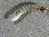  ( - SSI-Carson-49446-F1)  @11 [ ] by-nc-sa (2024) Unspecified Sierra Streams Institute