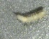  ( - SSI-Yuba-44350-F9)  @11 [ ] by-nc-sa (2024) Unspecified Sierra Streams Institute