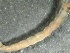  (Macropelopia pergrandis - SSI-Carson-49447-B10)  @11 [ ] by-nc-sa (2024) Unspecified Sierra Streams Institute