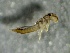  ( - SSI-Carson-49447-C10)  @11 [ ] by-nc-sa (2024) Unspecified Sierra Streams Institute