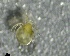  ( - SSI-Yuba-44350-G2)  @11 [ ] by-nc-sa (2024) Unspecified Sierra Streams Institute