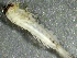  (Ameletus amador - SSI-Carson-49448-B1)  @11 [ ] by-nc-sa (2024) Unspecified Sierra Streams Institute