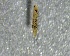  ( - SSI-Yuba-44350-G5)  @11 [ ] by-nc-sa (2024) Unspecified Sierra Streams Institute