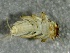  ( - SSI-Carson-49448-C11)  @11 [ ] by-nc-sa (2024) Unspecified Sierra Streams Institute