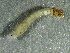  ( - SSI-Carson-49448-D8)  @11 [ ] by-nc-sa (2024) Unspecified Sierra Streams Institute