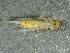  ( - SSI-Carson-49448-E3)  @11 [ ] by-nc-sa (2024) Unspecified Sierra Streams Institute