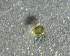  ( - SSI-Yuba-44350-H3)  @11 [ ] by-nc-sa (2024) Unspecified Sierra Streams Institute