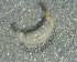  ( - SSI-Yuba-44350-H5)  @11 [ ] by-nc-sa (2024) Unspecified Sierra Streams Institute