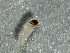  (Apatania sorex - SSI-Yuba-44351-A12)  @11 [ ] by-nc-sa (2024) Unspecified Sierra Streams Institute