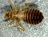  ( - SSI-Yuba-44351-B3)  @11 [ ] by-nc-sa (2024) Unspecified Sierra Streams Institute