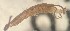  (Rheotanytarsus guoae - SSI-Yuba-44348-F9)  @11 [ ] Unspecified (default): All Rights Reserved  Unspecified Unspecified