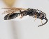  (Coptera punctiventris - ZSM-HYM-42358-F06)  @11 [ ] CreativeCommons - Attribution Share-Alike (2022) Unspecified SNSB, Zoologische Staatssammlung Muenchen