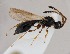  ( - ZSM-HYM-42369-A07)  @11 [ ] by-nc-sa (2023) SNSB, Staatliche Naturwissenschaftliche Sammlungen Bayerns ZSM (SNSB, Zoologische Staatssammlung Muenchen)