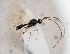  ( - ZSM-HYM-42369-F11)  @11 [ ] by-nc-sa (2023) SNSB, Staatliche Naturwissenschaftliche Sammlungen Bayerns ZSM (SNSB, Zoologische Staatssammlung Muenchen)