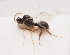  ( - ZSM-HYM-33173-H03)  @11 [ ] by-nc-sa (2022) SNSB, Staatliche Naturwissenschaftliche Sammlungen Bayerns ZSM (SNSB, Zoologische Staatssammlung Muenchen)