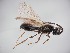  (Aneurhynchus nodicornis - ZSM-HYM-42365-H04)  @11 [ ] by-nc-sa (2023) SNSB, Staatliche Naturwissenschaftliche Sammlungen Bayerns ZSM (SNSB, Zoologische Staatssammlung Muenchen)