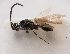  (Basalys macroptera - ZSM-HYM-33090-A11)  @11 [ ] by-nc-sa (2022) SNSB, Staatliche Naturwissenschaftliche Sammlungen Bayerns ZSM (SNSB, Zoologische Staatssammlung Muenchen)