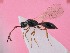  ( - ZSM-HYM-42431-H06)  @11 [ ] by-nc-sa (2023) SNSB, Staatliche Naturwissenschaftliche Sammlungen Bayerns ZSM (SNSB, Zoologische Staatssammlung Muenchen)