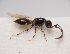  (Trichopria atrata - ZSM-HYM-33109-D05)  @11 [ ] by-nc-sa (2022) SNSB, Staatliche Naturwissenschaftliche Sammlungen Bayerns ZSM (SNSB, Zoologische Staatssammlung Muenchen)
