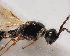 ( - ZSM-HYM-33120-C11)  @11 [ ] by-nc-sa (2022) SNSB, Staatliche Naturwissenschaftliche Sammlungen Bayerns ZSM (SNSB, Zoologische Staatssammlung Muenchen)