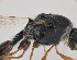  (Trichopria conotoma - ZSM-HYM-42357-H04)  @11 [ ] CreativeCommons - Attribution Share-Alike (2023) Unspecified SNSB, Zoologische Staatssammlung Muenchen