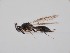  ( - ZSM-HYM-42370-E10)  @11 [ ] by-nc-sa (2023) SNSB, Staatliche Naturwissenschaftliche Sammlungen Bayerns ZSM (SNSB, Zoologische Staatssammlung Muenchen)