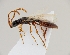  (Belyta insignis - ZSM-HYM-42363-F02)  @11 [ ] CreativeCommons - Attribution Share-Alike (2022) Unspecified SNSB, Zoologische Staatssammlung Muenchen